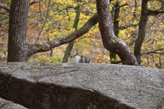 Efteraar-Ekkodalen-1