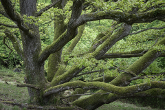 Gammel-eg-Slotslyngen-25