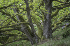 Gammel-eg-Slotslyngen-II-FARVE-25