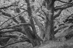 Gammel-eg-Slotslyngen-II-SORT-HVID-25