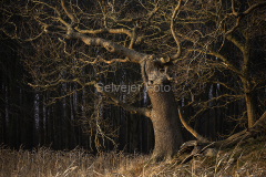 Træer og skov