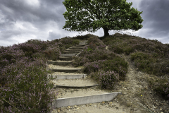 Trae-lyng-og-trappe-Sejs-Hede